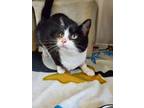 Adopt Pepperette a Domestic Shorthair / Mixed cat in Stouffville, ON (41563669)