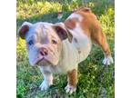 Bulldog Puppy for sale in Ypsilanti, MI, USA
