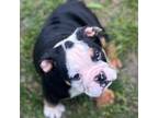 Bulldog Puppy for sale in Ypsilanti, MI, USA