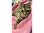 Adopt Jubejube a Domestic Shorthair / Mixed cat in Cornwall, ON (41563616)