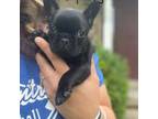 French Bulldog Puppy for sale in Tell City, IN, USA