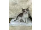 Adopt Pogo a Gray or Blue (Mostly) Domestic Shorthair (short coat) cat in San