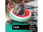Adopt Yadi a Tortoiseshell Calico (short coat) cat in Dallas, TX (41563594)