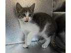 Adopt Hoover a Gray or Blue (Mostly) Domestic Shorthair (short coat) cat in San
