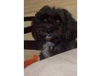 Adopt Zola a Black - with White Cavapoo / Mixed dog in Miramar, FL (41563571)