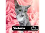 Adopt Victoria a Gray, Blue or Silver Tabby Domestic Shorthair (short coat) cat