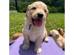 Golden Retriever Puppy for sale in Cleveland, TN, USA