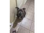 Adopt Kado a Gray/Blue/Silver/Salt & Pepper American Pit Bull Terrier / Mixed
