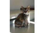 Adopt Tea a Brown Tabby Tabby (short coat) cat in San Diego, CA (41563565)