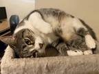 Adopt Riley a Gray or Blue (Mostly) Domestic Shorthair / Mixed (short coat) cat