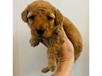 Mutt Puppy for sale in Auburn, IN, USA