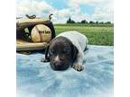 German Shorthaired Pointer Puppy for sale in Spout Spring, VA, USA