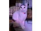 Adopt Mouse a White (Mostly) Domestic Shorthair / Mixed (short coat) cat in