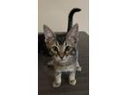 Adopt Jason a Brown Tabby Domestic Mediumhair / Mixed (medium coat) cat in