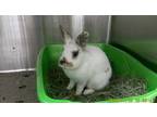 Adopt Crepe a White American / Mixed rabbit in Oakland, CA (41563519)
