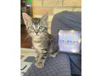 Adopt Joey a Domestic Shorthair cat in Steinbach, MB (41563510)