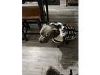 Adopt Ace a Gray/Blue/Silver/Salt & Pepper American Pit Bull Terrier / Mixed dog
