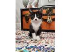 Adopt Oak Cliff Kitten Crew a Black & White or Tuxedo American Shorthair / Mixed