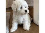 Poodle (Toy) Puppy for sale in West Sacramento, CA, USA