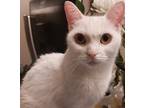 Adopt Lyla a White Domestic Shorthair (short coat) cat in Toronto, ON (41563492)