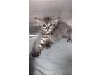 Adopt Cy a Domestic Shorthair / Mixed cat in Glen Allen, VA (41563320)