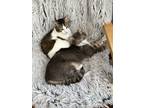 Adopt Zhuzhu and Tutu a Gray, Blue or Silver Tabby American Shorthair / Mixed
