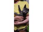 Adopt Shine a Gray or Blue Domestic Shorthair (short coat) cat in New York
