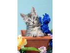 Adopt Scrappy a Gray, Blue or Silver Tabby Domestic Shorthair cat in North