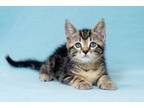Adopt Tiger a Gray, Blue or Silver Tabby Domestic Shorthair cat in North