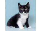 Adopt Oreo a White (Mostly) Domestic Shorthair cat in North Babylon