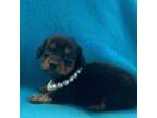 Dachshund Puppy for sale in Barbourville, KY, USA