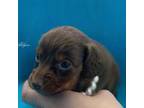 Dachshund Puppy for sale in Barbourville, KY, USA