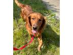 Adopt Obie $800 a Golden Retriever / Mixed dog in West Milwaukee, WI (41563421)