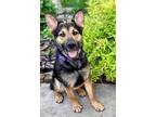 Adopt Max McLean $400 a German Shepherd Dog / Mixed dog in West Milwaukee