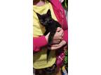 Adopt Glow a All Black Domestic Shorthair (short coat) cat in New York