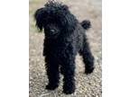 Adopt Ebony a Black Miniature Poodle / Mixed dog in Brunswick, ME (41563485)