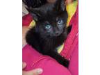 Adopt Sparkle a All Black Domestic Shorthair (short coat) cat in New York