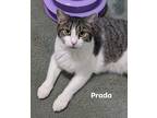 Adopt Prada a Gray, Blue or Silver Tabby Domestic Shorthair (short coat) cat in
