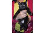 Adopt Shimmer a All Black Domestic Shorthair (short coat) cat in New York