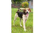Adopt Freddy a Tricolor (Tan/Brown & Black & White) Foxhound / Mixed Breed