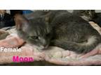 Adopt Moon a Gray or Blue Domestic Shorthair / Mixed (short coat) cat in Las