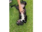 Adopt Crew a Black - with White Labrador Retriever / Mixed dog in Brunswick