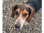 Adopt Robby a Tricolor (Tan/Brown & Black & White) Beagle / Mixed dog in