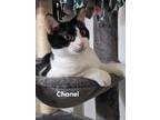 Adopt Chanel a Black & White or Tuxedo Domestic Shorthair (short coat) cat in