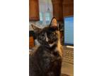 Adopt Abby a Tortoiseshell Domestic Shorthair (short coat) cat in Riverside