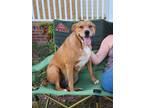 Adopt Heidi a Brown/Chocolate - with White Mixed Breed (Medium) / Boxer / Mixed