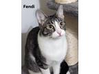 Adopt Fendi a Gray, Blue or Silver Tabby Domestic Shorthair (short coat) cat in