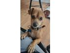 Adopt Rico a Tan/Yellow/Fawn Chiweenie / Mixed dog in Palm Harbor, FL (41563427)