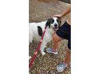 Adopt Koda a White - with Brown or Chocolate Mutt / Great Pyrenees / Mixed dog