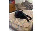 Adopt Ollie a Black (Mostly) Domestic Mediumhair / Mixed (medium coat) cat in